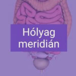 hólyag meridián